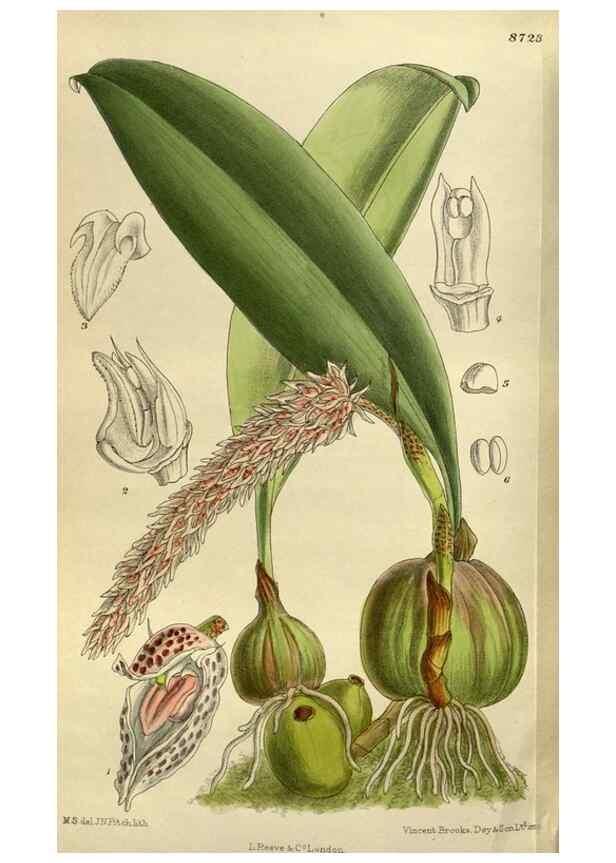 Reproducción/Reproduction 35248344323: Curtis's botanical magazine.. London ; New York [etc.] :Academic Press [etc.]