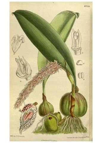 Reproducción/Reproduction 35248344323: Curtis's botanical magazine.. London ; New York [etc.] :Academic Press [etc.]