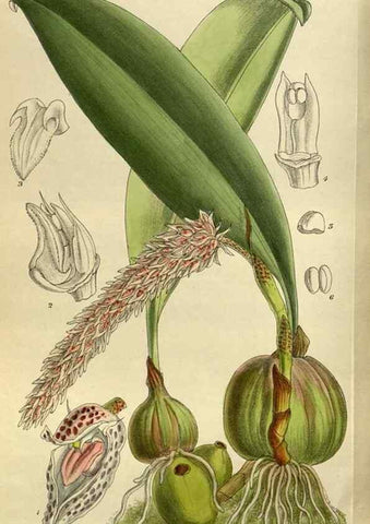 Reproducción/Reproduction 35248344323: Curtis's botanical magazine.. London ; New York [etc.] :Academic Press [etc.]