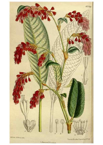 Reproducción/Reproduction 35248346573: Curtis's botanical magazine.. London ; New York [etc.] :Academic Press [etc.]