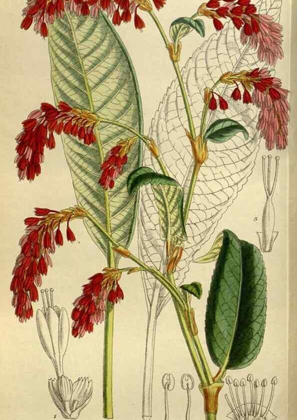 Reproducción/Reproduction 35248346573: Curtis's botanical magazine.. London ; New York [etc.] :Academic Press [etc.]