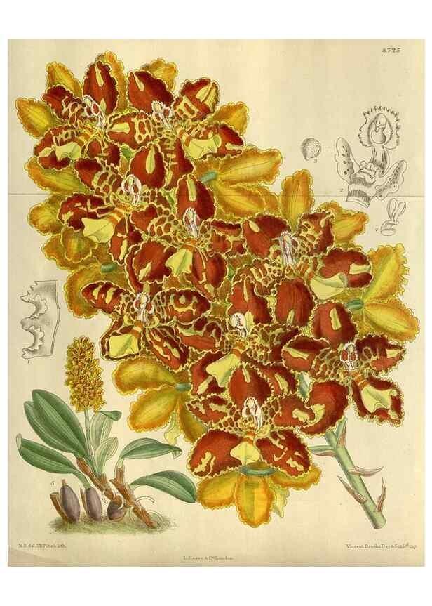 Reproducción/Reproduction 35667631190: Curtis's botanical magazine.. London ; New York [etc.] :Academic Press [etc.]