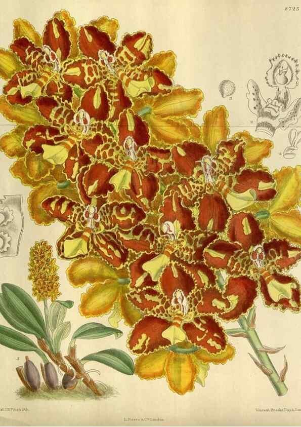 Reproducción/Reproduction 35667631190: Curtis's botanical magazine.. London ; New York [etc.] :Academic Press [etc.]