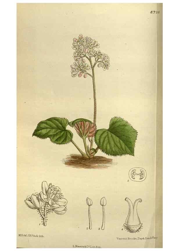 Reproducción/Reproduction 35667632460: Curtis's botanical magazine.. London ; New York [etc.] :Academic Press [etc.]