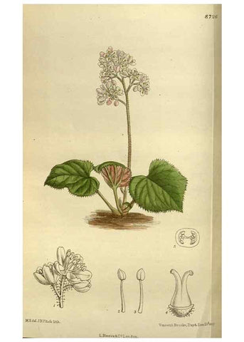 Reproducción/Reproduction 35667632460: Curtis's botanical magazine.. London ; New York [etc.] :Academic Press [etc.]