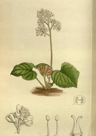 Reproducción/Reproduction 35667632460: Curtis's botanical magazine.. London ; New York [etc.] :Academic Press [etc.]