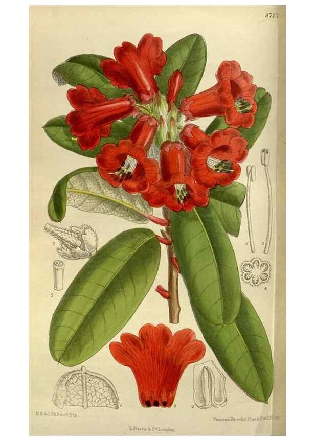 Reproducción/Reproduction 35885937922: Curtis's botanical magazine.. London ; New York [etc.] :Academic Press [etc.]