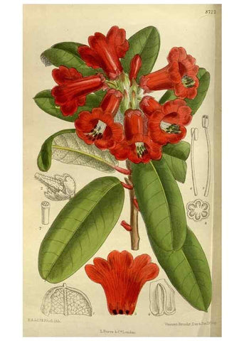 Reproducción/Reproduction 35885937922: Curtis's botanical magazine.. London ; New York [etc.] :Academic Press [etc.]