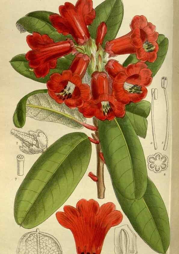Reproducción/Reproduction 35885937922: Curtis's botanical magazine.. London ; New York [etc.] :Academic Press [etc.]