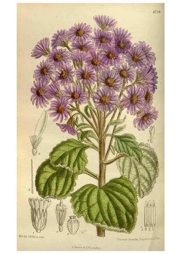 Reproducción/Reproduction 35923860411: Curtis's botanical magazine.. London ; New York [etc.] :Academic Press [etc.]