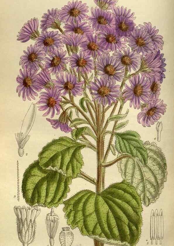 Reproducción/Reproduction 35923860411: Curtis's botanical magazine.. London ; New York [etc.] :Academic Press [etc.]