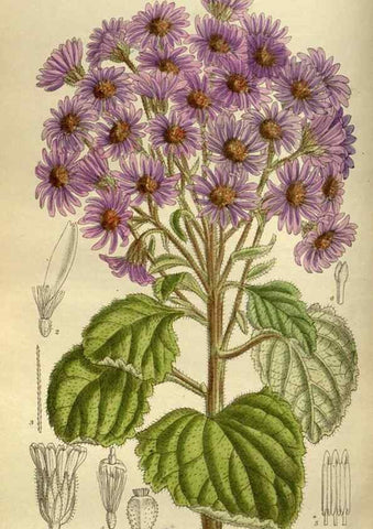 Reproducción/Reproduction 35923860411: Curtis's botanical magazine.. London ; New York [etc.] :Academic Press [etc.]