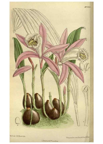 Reproducción/Reproduction 35923863451: Curtis's botanical magazine.. London ; New York [etc.] :Academic Press [etc.]