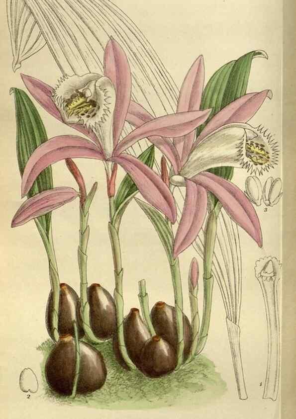 Reproducción/Reproduction 35923863451: Curtis's botanical magazine.. London ; New York [etc.] :Academic Press [etc.]