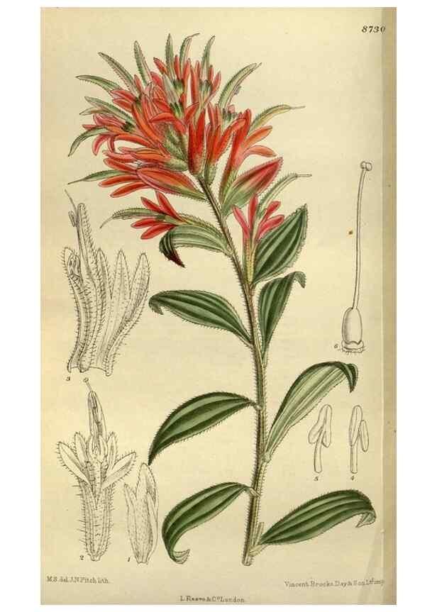 Reproducción/Reproduction 35923866761: Curtis's botanical magazine.. London ; New York [etc.] :Academic Press [etc.]