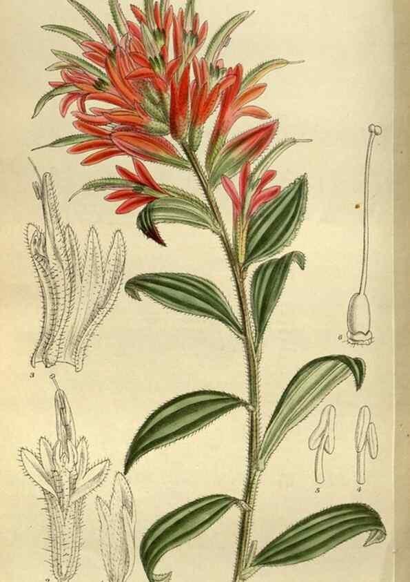 Reproducción/Reproduction 35923866761: Curtis's botanical magazine.. London ; New York [etc.] :Academic Press [etc.]
