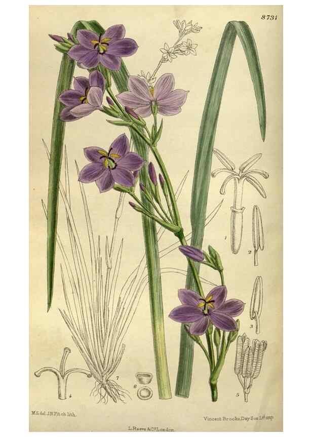 Reproducción/Reproduction 35923870221: Curtis's botanical magazine.. London ; New York [etc.] :Academic Press [etc.]