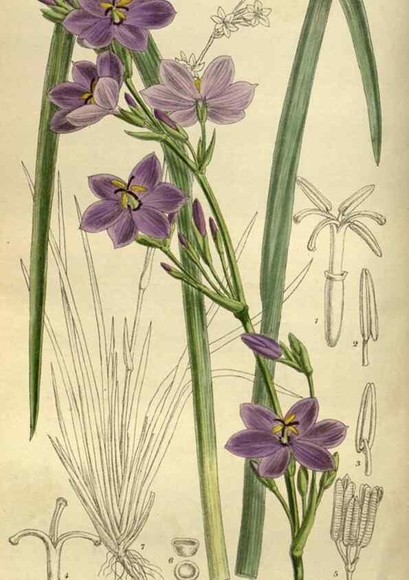 Reproducción/Reproduction 35923870221: Curtis's botanical magazine.. London ; New York [etc.] :Academic Press [etc.]