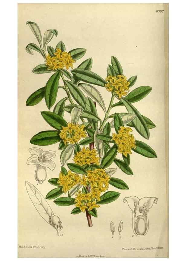 Reproducción/Reproduction 35923873361: Curtis's botanical magazine.. London ; New York [etc.] :Academic Press [etc.]