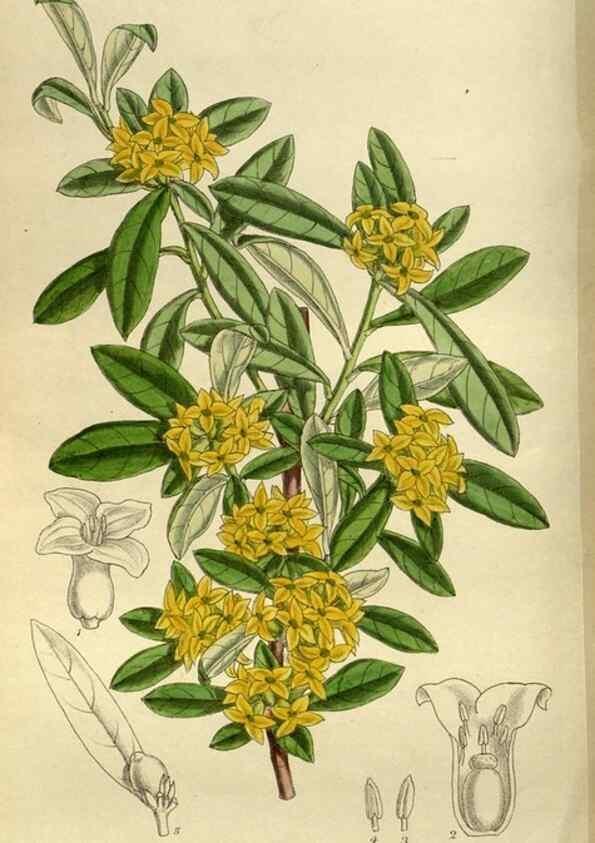 Reproducción/Reproduction 35923873361: Curtis's botanical magazine.. London ; New York [etc.] :Academic Press [etc.]
