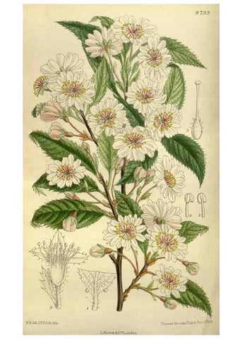 Reproducción/Reproduction 35923876711: Curtis's botanical magazine.. London ; New York [etc.] :Academic Press [etc.]