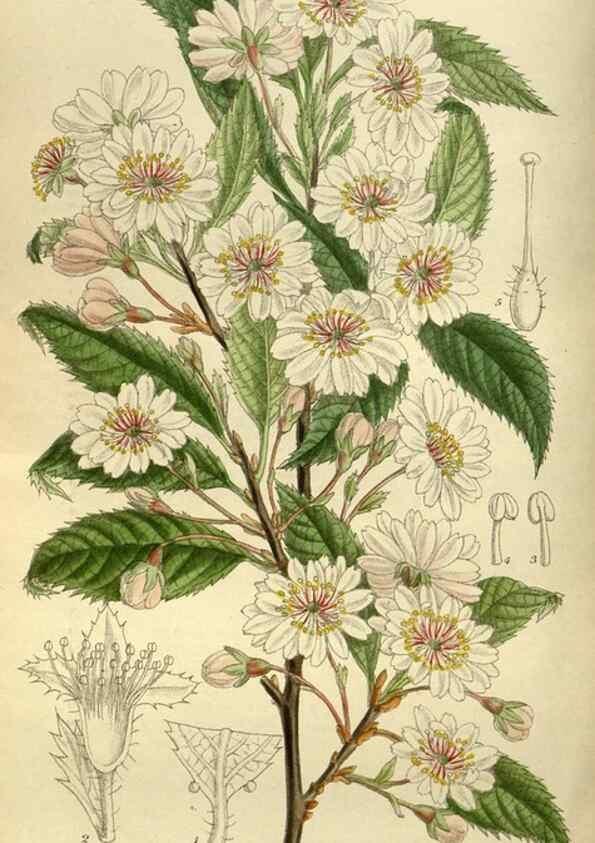 Reproducción/Reproduction 35923876711: Curtis's botanical magazine.. London ; New York [etc.] :Academic Press [etc.]