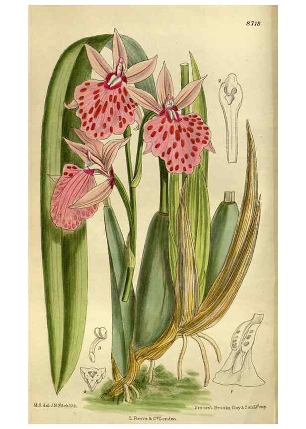 Reproducción/Reproduction 35667619690: Curtis's botanical magazine.. London ; New York [etc.] :Academic Press [etc.]