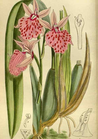 Reproducción/Reproduction 35667619690: Curtis's botanical magazine.. London ; New York [etc.] :Academic Press [etc.]