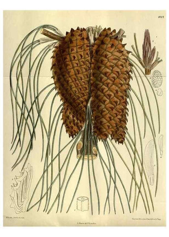 Reproducción/Reproduction 35217647104: Curtis's botanical magazine.. London ; New York [etc.] :Academic Press [etc.]