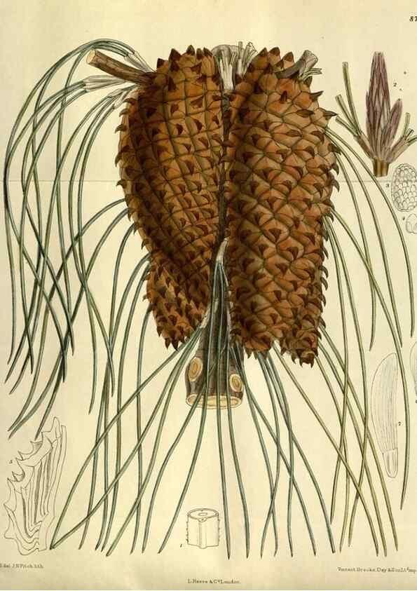 Reproducción/Reproduction 35217647104: Curtis's botanical magazine.. London ; New York [etc.] :Academic Press [etc.]