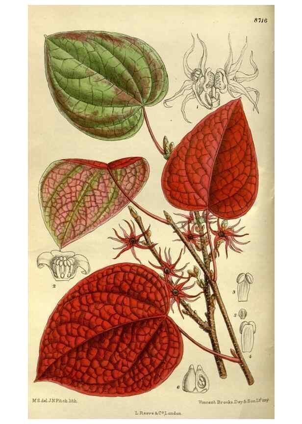Reproducción/Reproduction 36015743126: Curtis's botanical magazine.. London ; New York [etc.] :Academic Press [etc.]