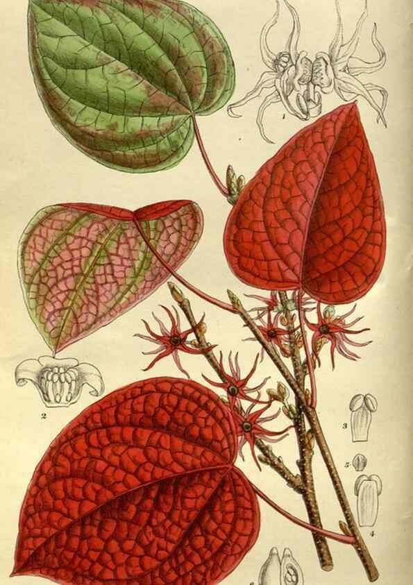 Reproducción/Reproduction 36015743126: Curtis's botanical magazine.. London ; New York [etc.] :Academic Press [etc.]