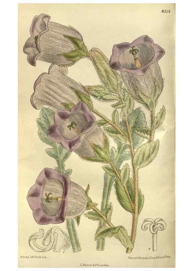 Reproducción/Reproduction 36015742106: Curtis's botanical magazine.. London ; New York [etc.] :Academic Press [etc.]