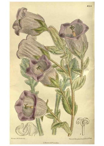 Reproducción/Reproduction 36015742106: Curtis's botanical magazine.. London ; New York [etc.] :Academic Press [etc.]