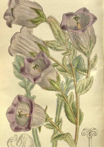 Reproducción/Reproduction 36015742106: Curtis's botanical magazine.. London ; New York [etc.] :Academic Press [etc.]