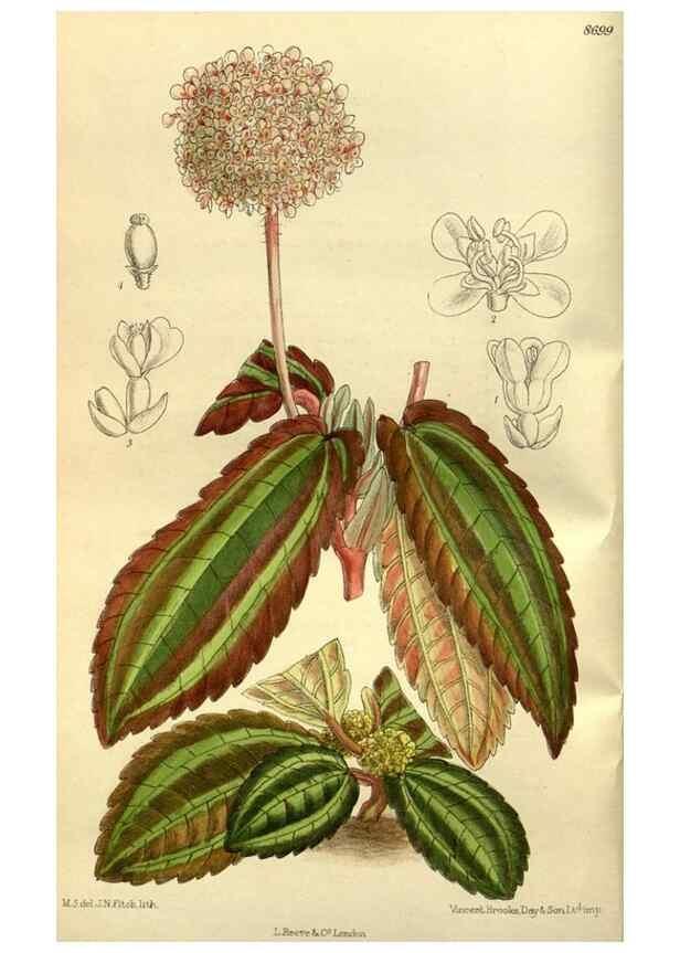 Reproducción/Reproduction 35217590694: Curtis's botanical magazine.. London ; New York [etc.] :Academic Press [etc.]
