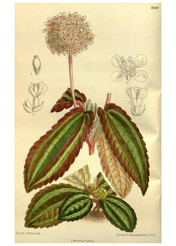 Reproducción/Reproduction 35217590694: Curtis's botanical magazine.. London ; New York [etc.] :Academic Press [etc.]