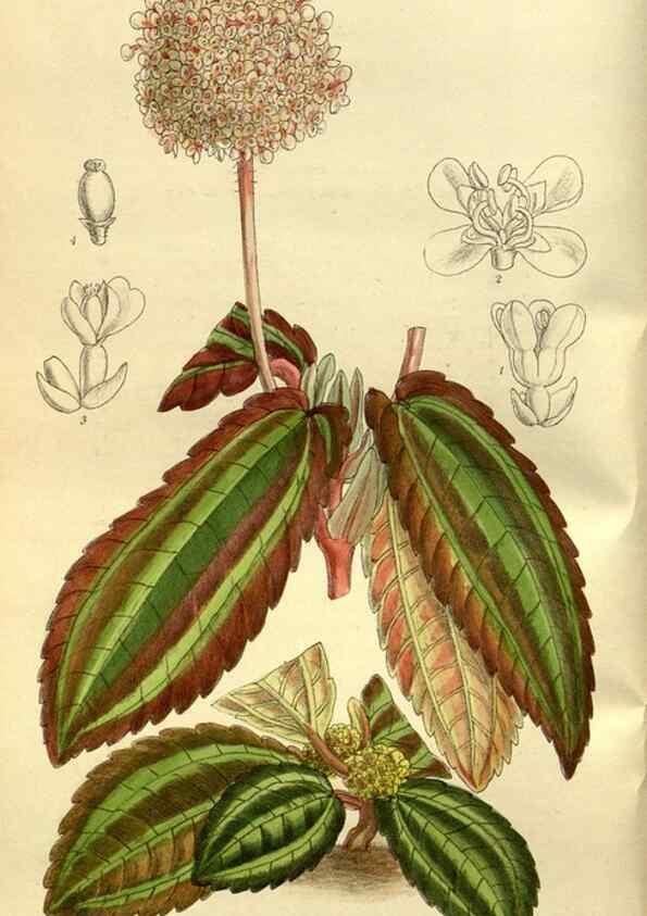 Reproducción/Reproduction 35217590694: Curtis's botanical magazine.. London ; New York [etc.] :Academic Press [etc.]