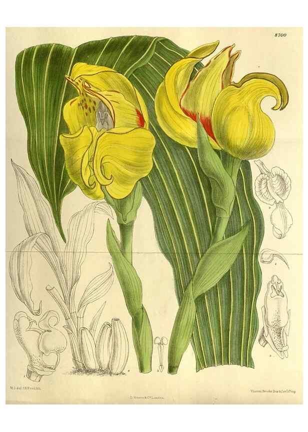 Reproducción/Reproduction 35217593474: Curtis's botanical magazine.. London ; New York [etc.] :Academic Press [etc.]