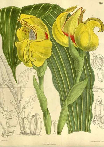 Reproducción/Reproduction 35217593474: Curtis's botanical magazine.. London ; New York [etc.] :Academic Press [etc.]