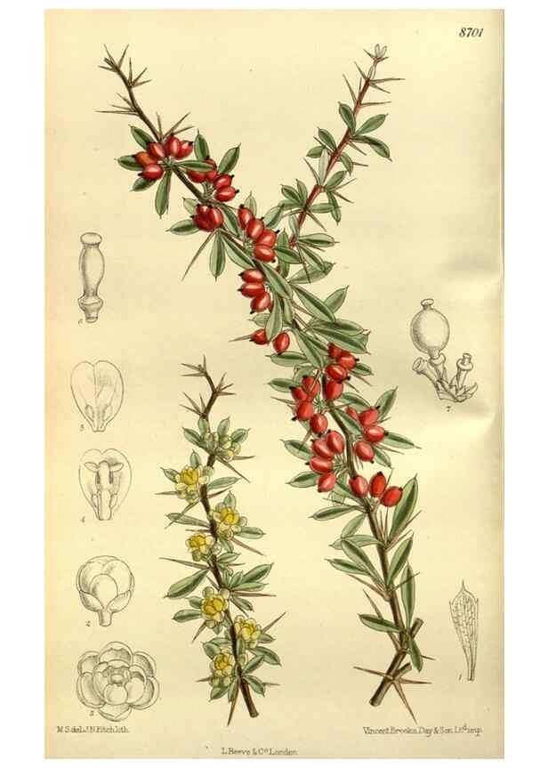 Reproducción/Reproduction 35217596594: Curtis's botanical magazine.. London ; New York [etc.] :Academic Press [etc.]