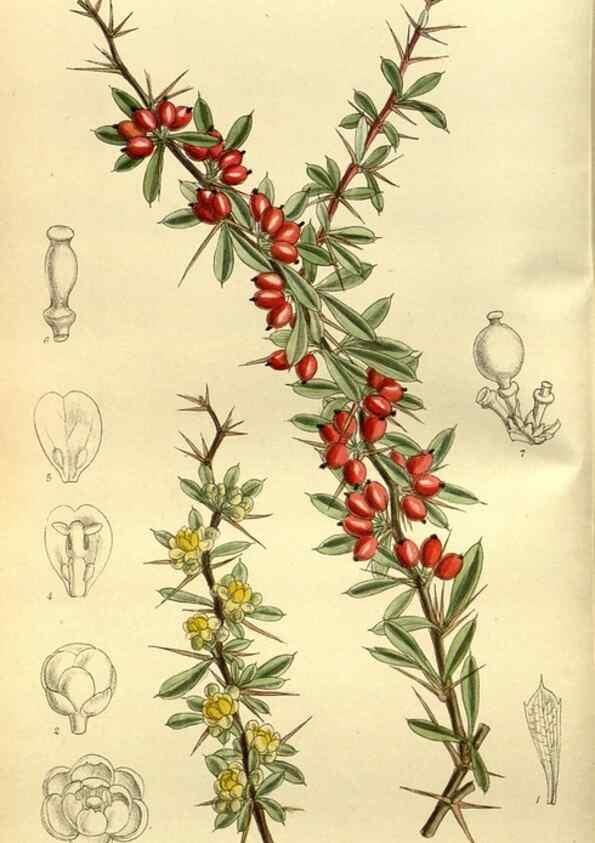 Reproducción/Reproduction 35217596594: Curtis's botanical magazine.. London ; New York [etc.] :Academic Press [etc.]