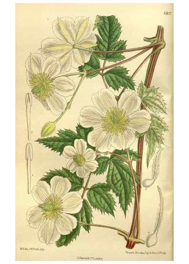 Reproducción/Reproduction 35217599844: Curtis's botanical magazine.. London ; New York [etc.] :Academic Press [etc.]