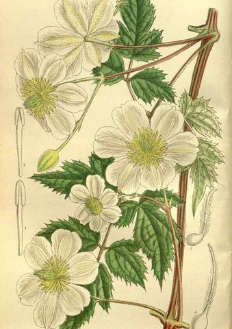 Reproducción/Reproduction 35217599844: Curtis's botanical magazine.. London ; New York [etc.] :Academic Press [etc.]
