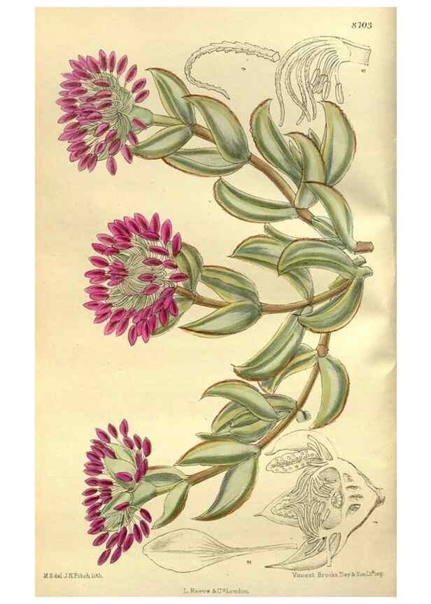 Reproducción/Reproduction 35217602194: Curtis's botanical magazine.. London ; New York [etc.] :Academic Press [etc.]