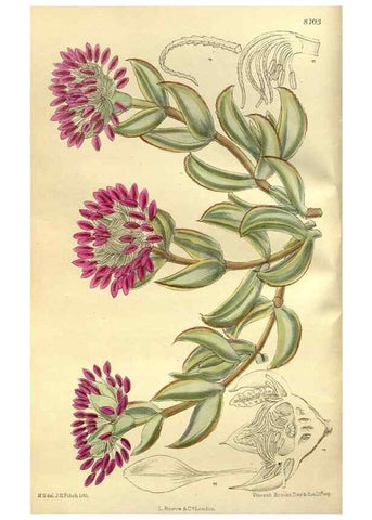Reproducción/Reproduction 35217602194: Curtis's botanical magazine.. London ; New York [etc.] :Academic Press [etc.]