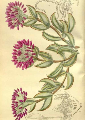 Reproducción/Reproduction 35217602194: Curtis's botanical magazine.. London ; New York [etc.] :Academic Press [etc.]