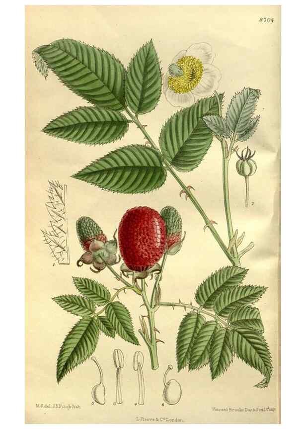 Reproducción/Reproduction 35217605094: Curtis's botanical magazine.. London ; New York [etc.] :Academic Press [etc.]