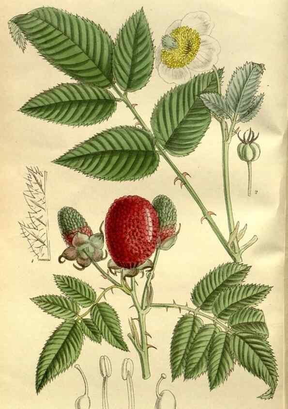 Reproducción/Reproduction 35217605094: Curtis's botanical magazine.. London ; New York [etc.] :Academic Press [etc.]