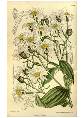 Reproducción/Reproduction 35217607804: Curtis's botanical magazine.. London ; New York [etc.] :Academic Press [etc.]